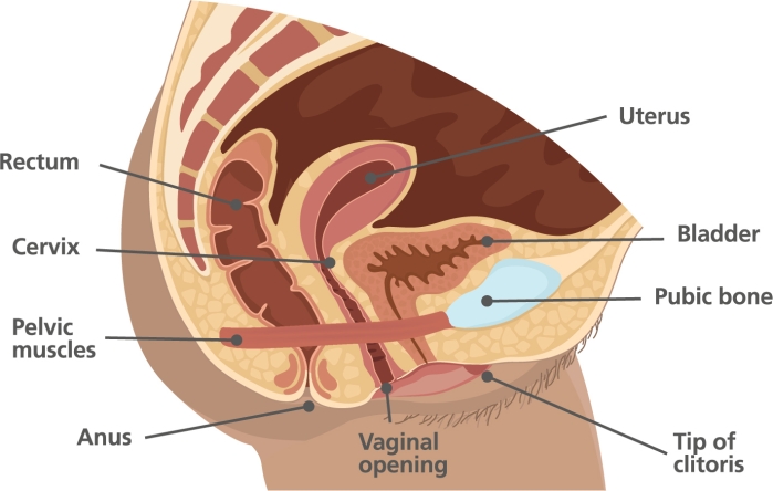 Medical Diagram – internal and external diagram of genitalia including: vaginal opening, tip of clitoris, pelvic floor muscles, cervix, uterus, anus and rectum.