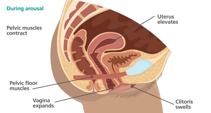 Medical diagram – the vagina during arousal. Showing the clitoris swelling, vagina expanding, pelvic muscles contracting and uterus elevating.