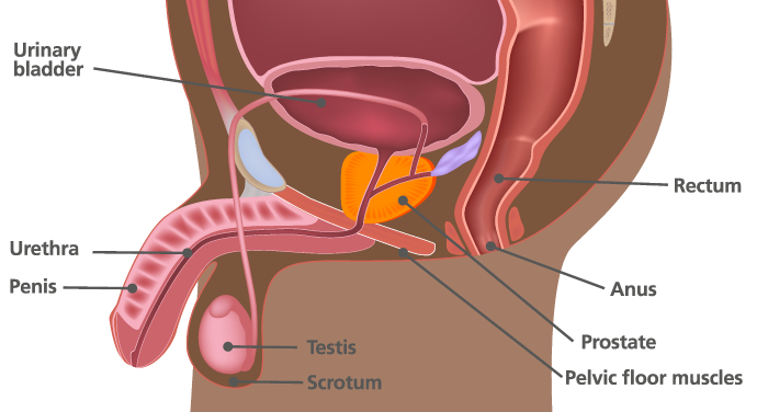 Medical diagram – internal and external diagram of genitalia including penis, urethra, testis, scrotum, urinary bladder, pelvic floor muscles, prostate, anus and rectum.
