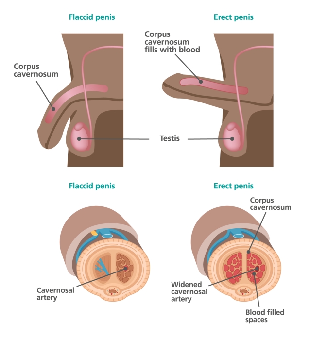 Medical Diagrams of flaccid and erect penis from internal and external perspectives. The erect penis shows widened cavernosal arteries filled with blood within the corpus cavernosum.
