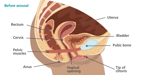 Medical Diagram – internal and external diagram of genitalia before arousal including: vaginal opening, tip of clitoris, pelvic floor muscles, cervix, uterus, anus and rectum.